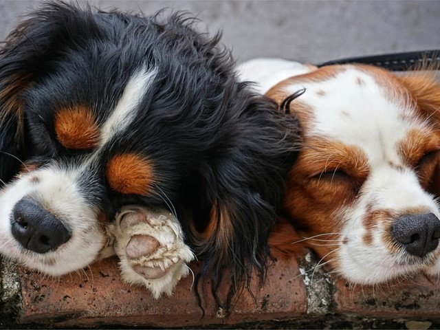 Linfoma cutáneo epiteliotrópico: patología espontánea de la piel de los perros