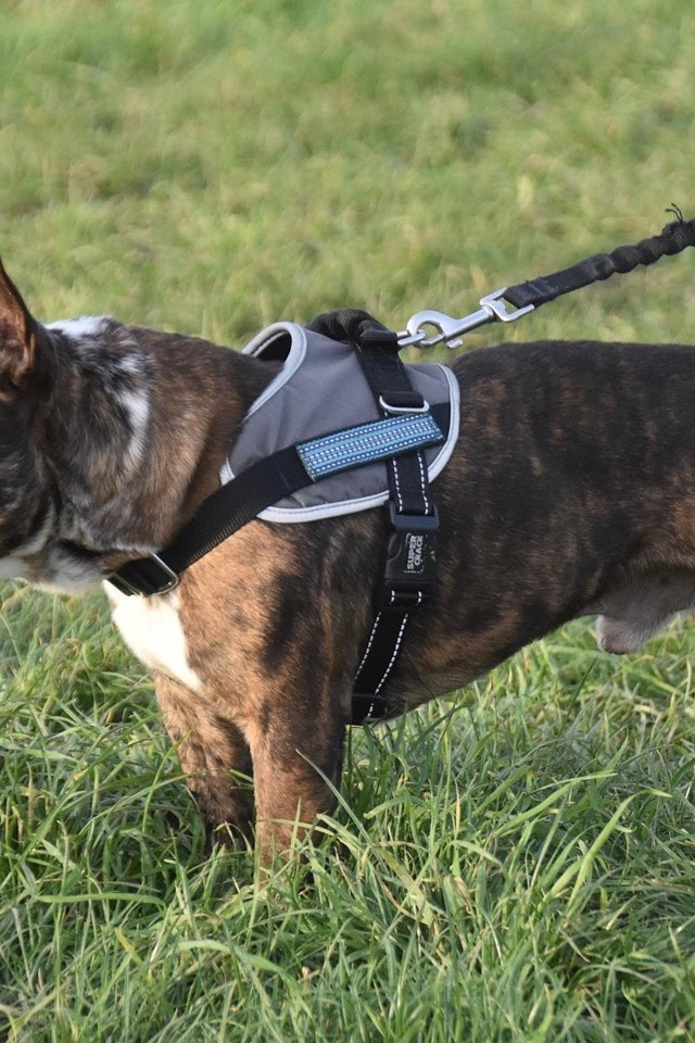 Los mejores accesorios para el cuidado de tu mascota