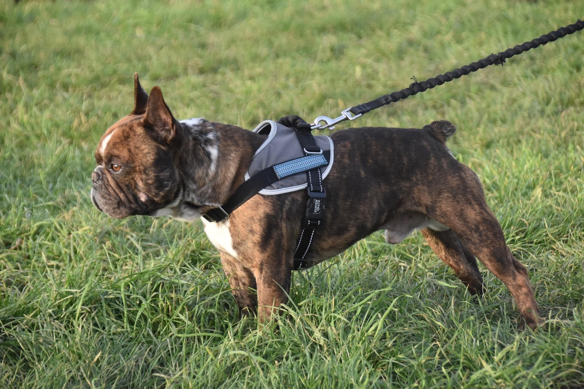 Los mejores accesorios para el cuidado de tu mascota