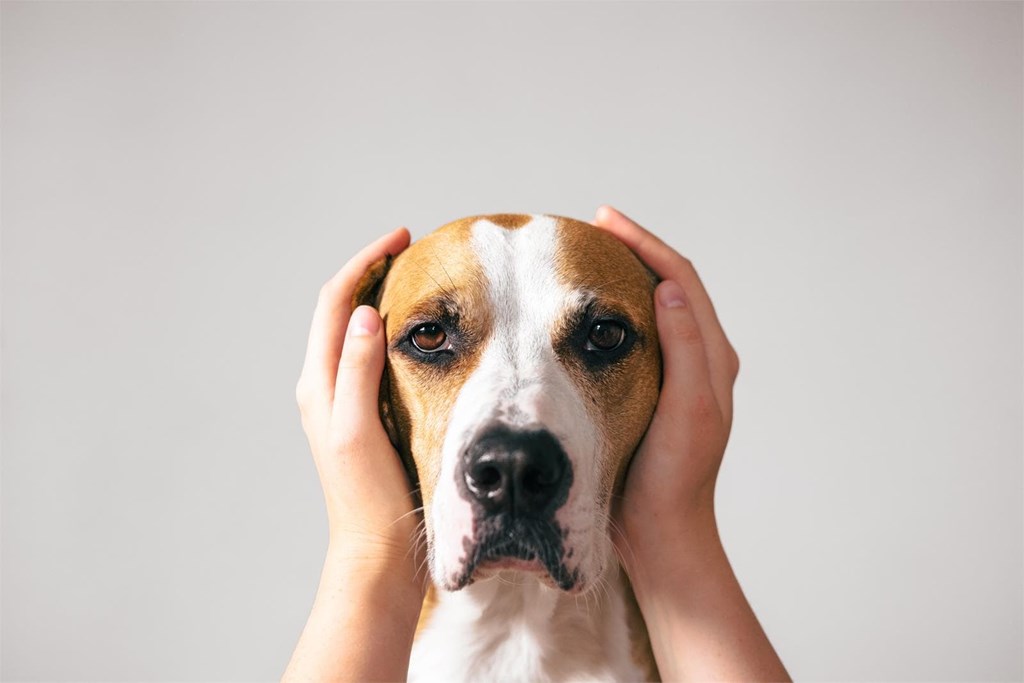 Manejo del estrés y la ansiedad en mascotas