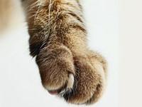 Mi gato se ha roto una uña, ¿tiene riesgo de infección?