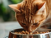Mi gato tiene ansiedad por la comida