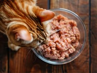 Mi gato vomita con frecuencia, ¿a qué puede deberse?