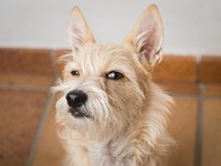 Mi perro odia a mi novio
