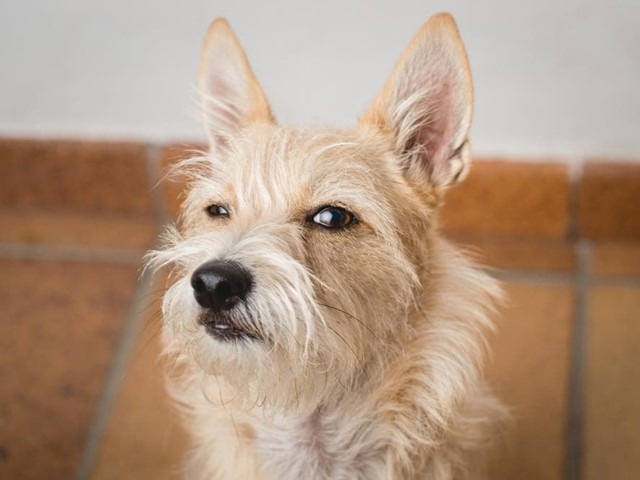 Mi perro odia a mi novio