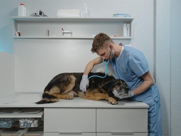 Pancreatitis crónica en perros: qué es y tratamiento