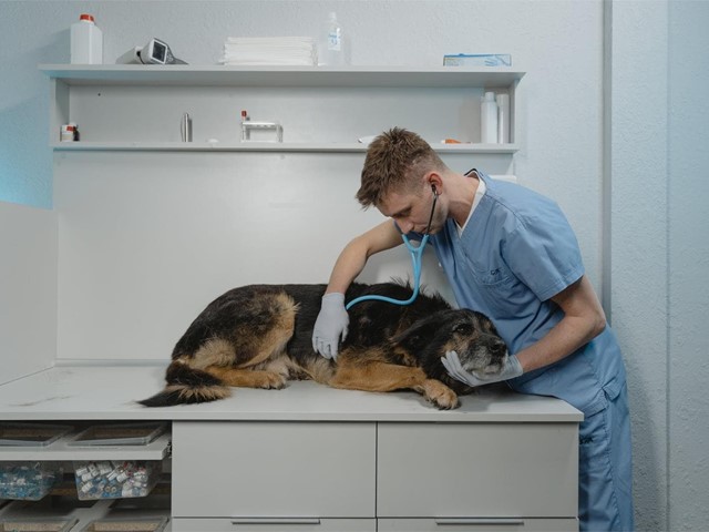 Pancreatitis crónica en perros: qué es y tratamiento