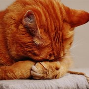 Panleucopenia felina: qué es y cómo se trata