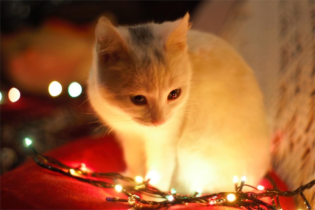 ¿Por qué aumenta el abandono de animales tras la Navidad?