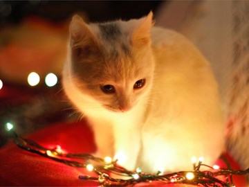 ¿Por qué aumenta el abandono de animales tras la Navidad?