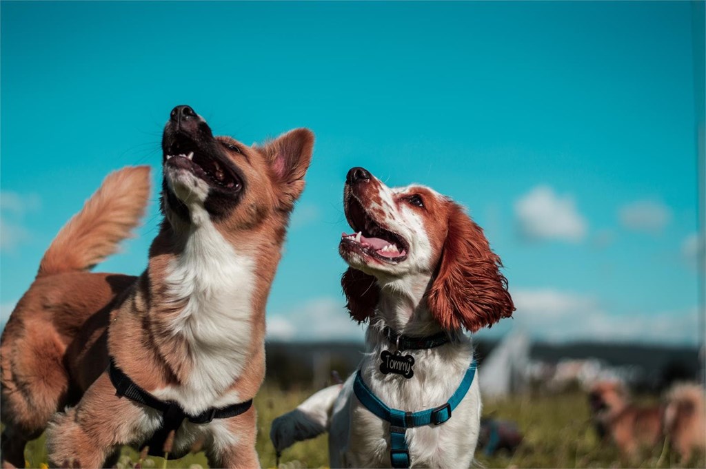 ¿Por qué se produce la dilatación gástrica en perros?