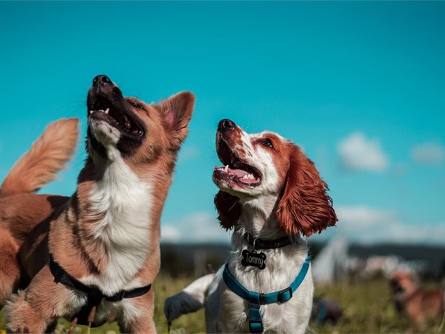 ¿Por qué se produce la dilatación gástrica en perros?
