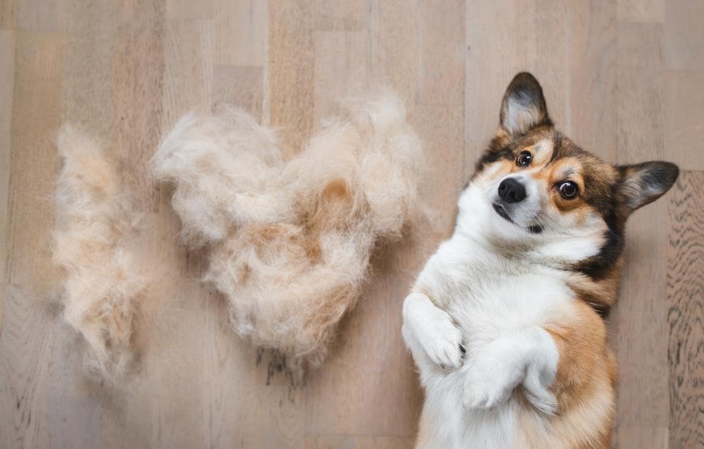 ¿Por qué tu perro pierde tanto pelo?