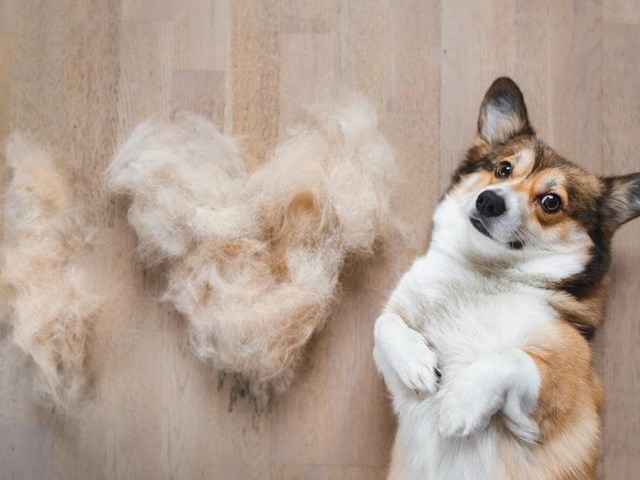 ¿Por qué tu perro pierde tanto pelo?
