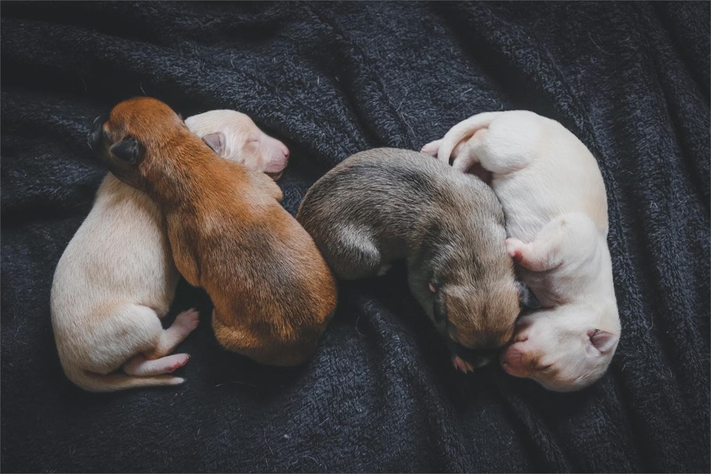 Programa de vacunación en cachorros de perros