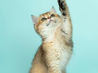 ¿Qué animales puedes tener en casa?