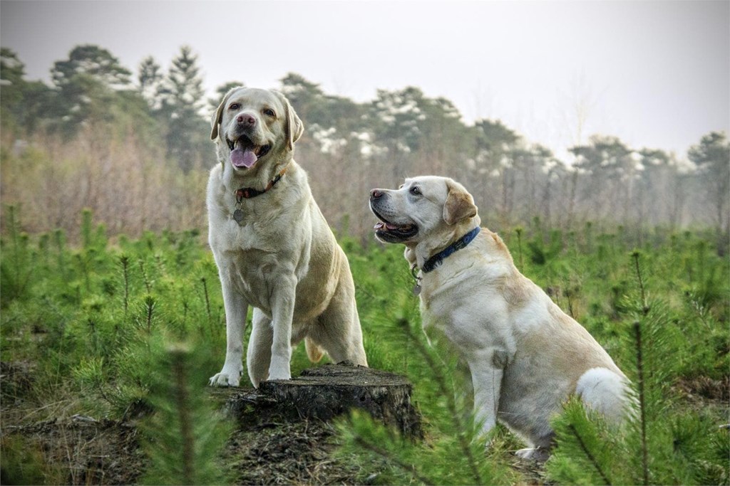 ¿Qué causa en los perros el Dipylidium canino?