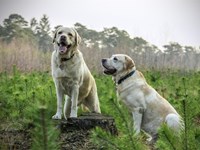 ¿Qué causa en los perros el Dipylidium canino?