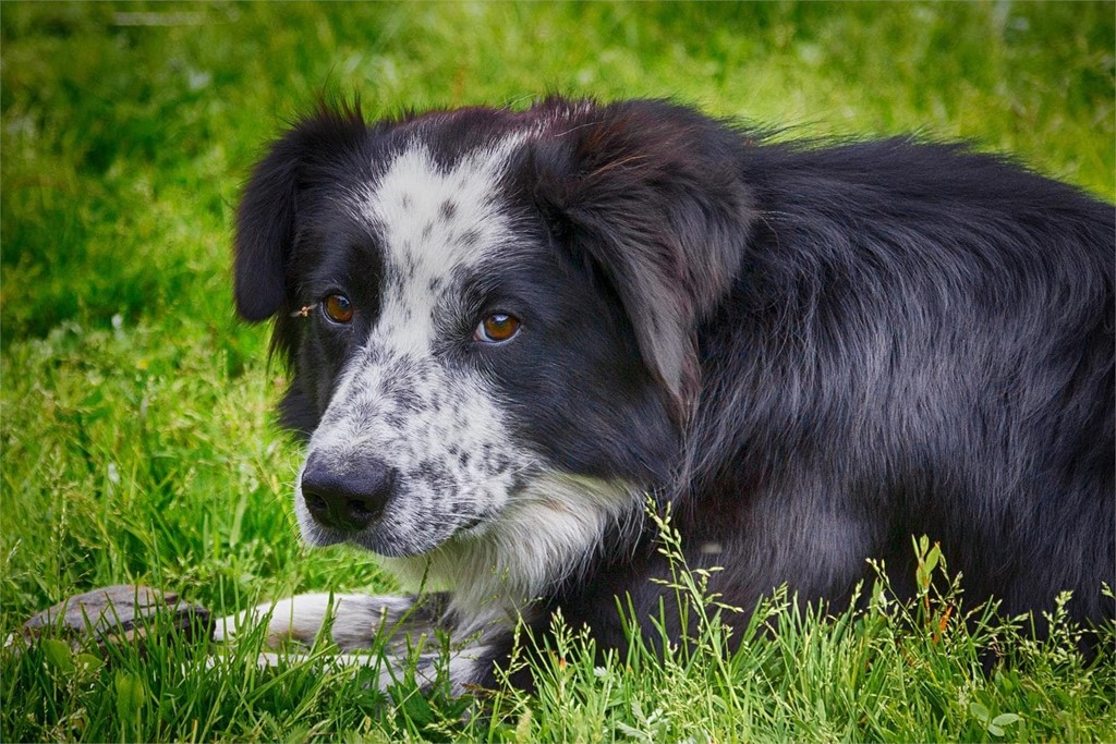 ¿Qué es el gusano pulmonar que puede afectar a mi perro?