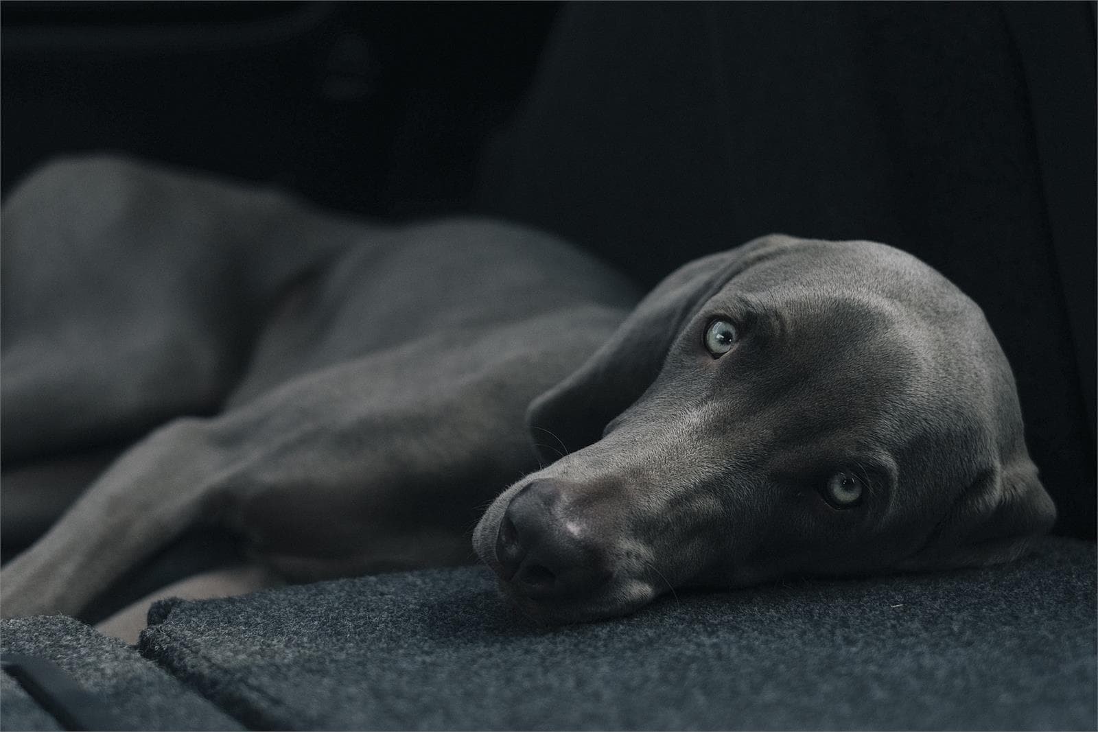 ¿Qué es el gusano pulmonar que puede afectar a mi perro? - Imagen 1