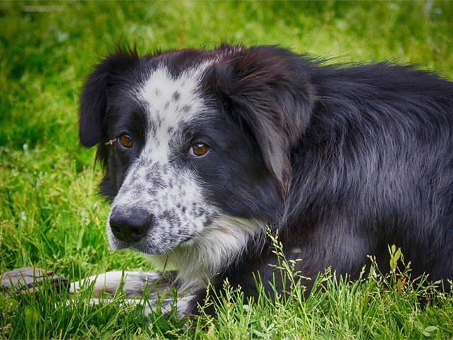 ¿Qué es el gusano pulmonar que puede afectar a mi perro?