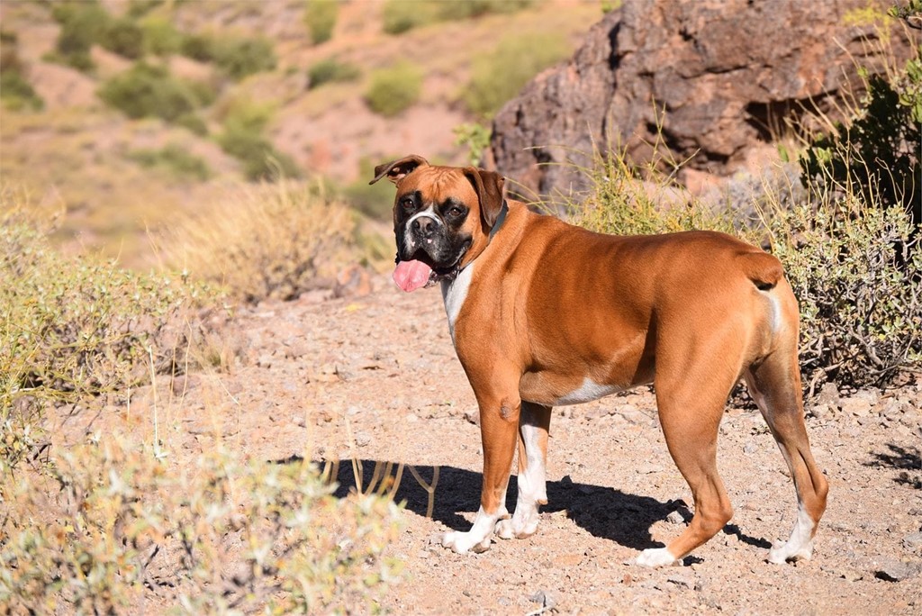 ¿Qué es la cardiomiopatía dilatada canina?