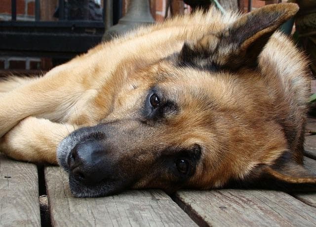 ¿Qué es la dilatación gástrica en los perros?