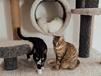 ¿Qué es la giardiasis en gatos?
