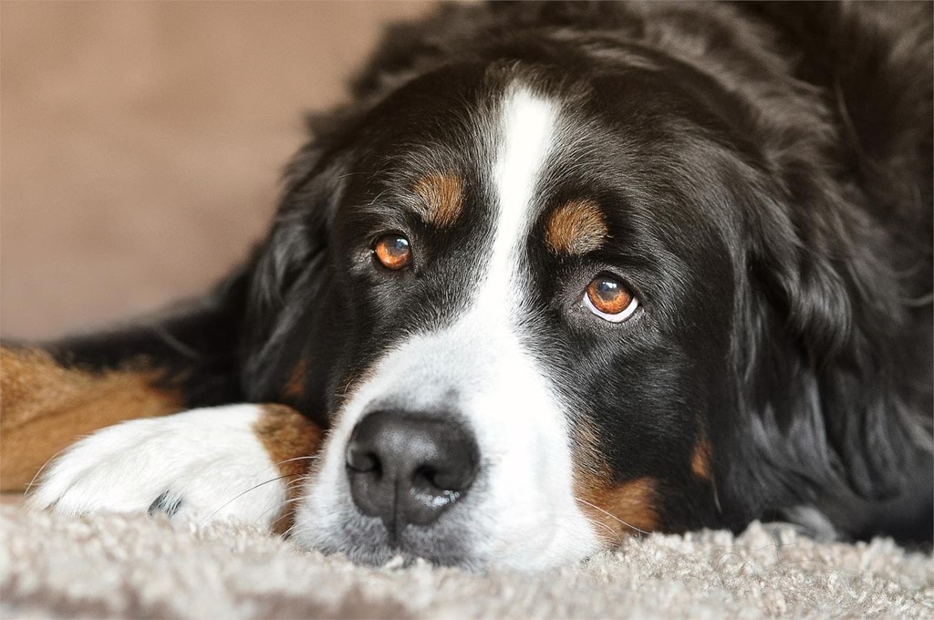 ¿Qué es la piometra canina?