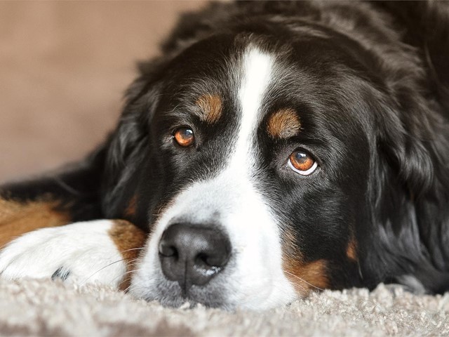 ¿Qué es la piometra canina?