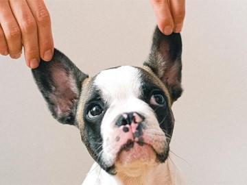 ¿Qué es y cómo se da la otitis crónica en perros?