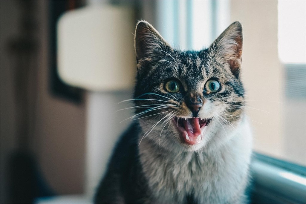 ¿Qué es y como se trata la gingivitis en gatos?