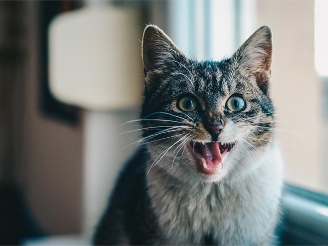 ¿Qué es y como se trata la gingivitis en gatos?