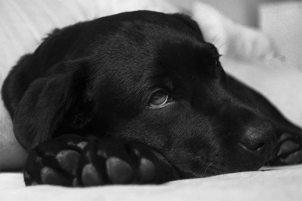 Qué hacer si nuestro perro se envenena con raticida