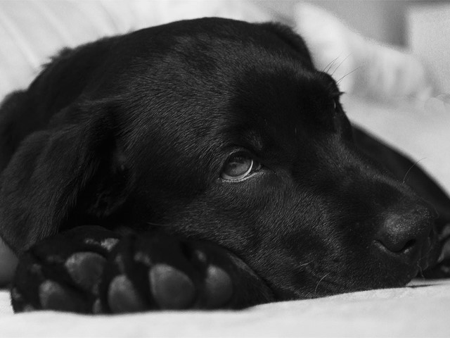 Qué hacer si nuestro perro se envenena con raticida