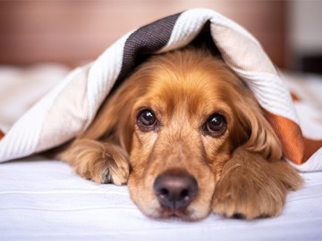 Síndrome de Addison en perros: ¿cuáles son sus síntomas?