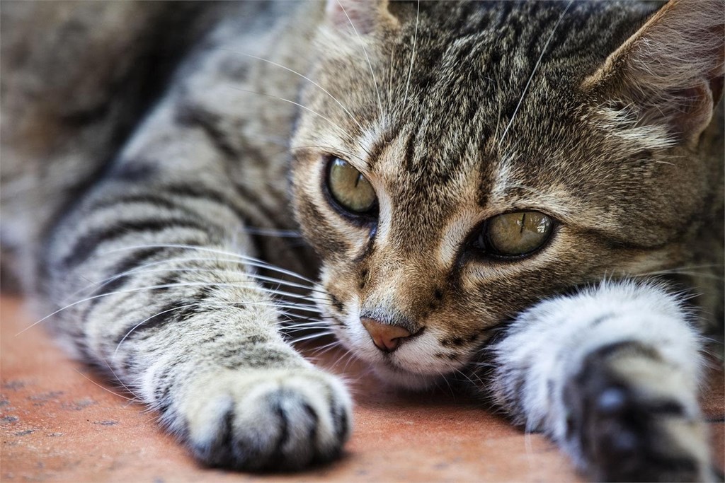 Síntomas y tratamiento del virus de la inmunodeficiencia felina