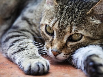 Síntomas y tratamiento del virus de la inmunodeficiencia felina
