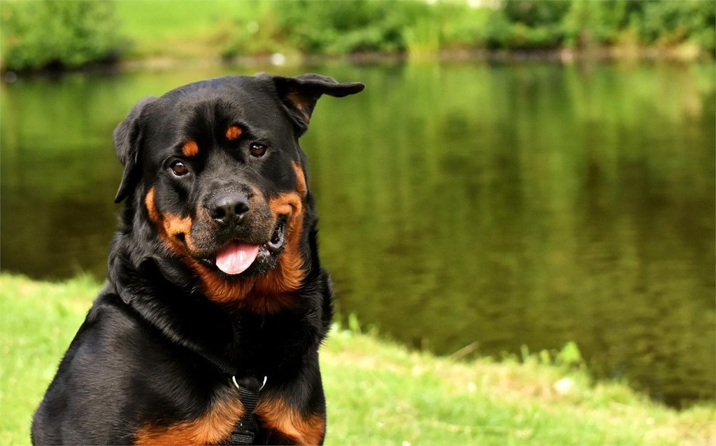 Torsión de bazo en perro: síntomas, causas y tratamientos