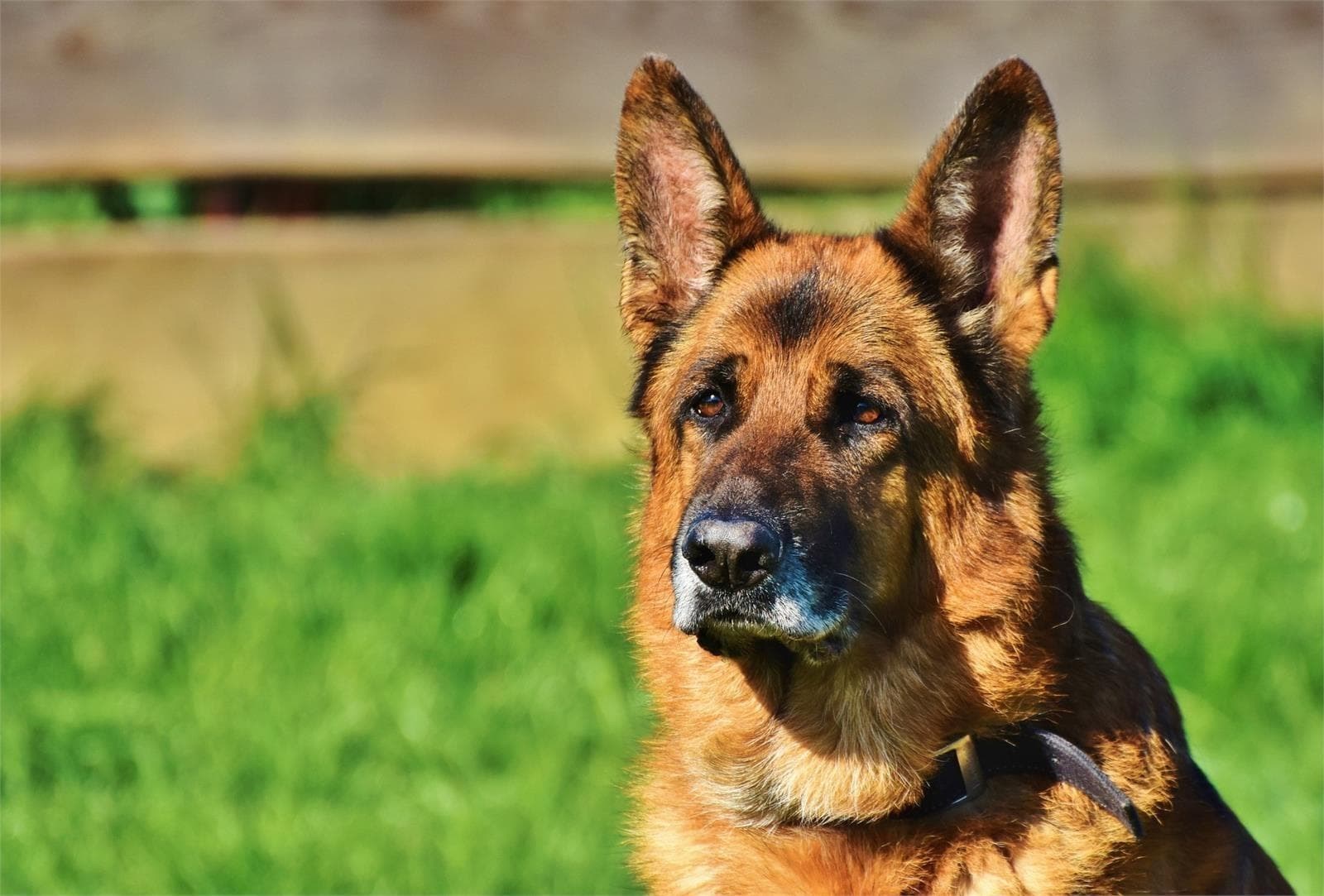 Torsión de bazo en perro: síntomas, causas y tratamientos - Imagen 3