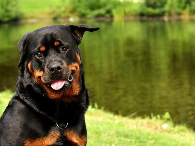 Torsión de bazo en perro: síntomas, causas y tratamientos