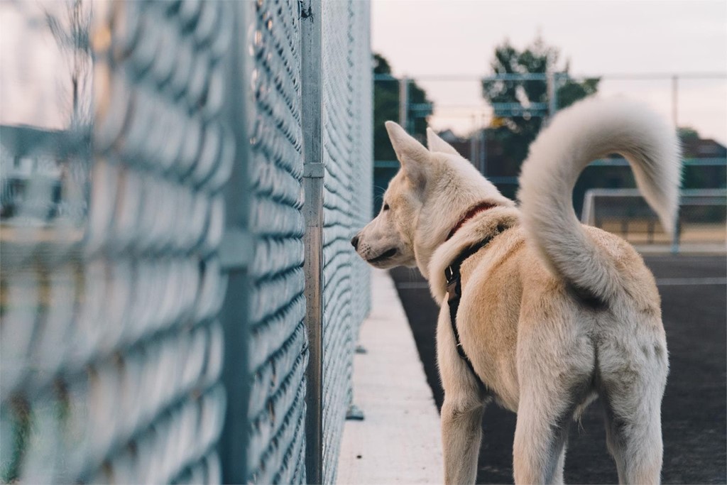 Tratamiento de las fístulas perianales en perros 