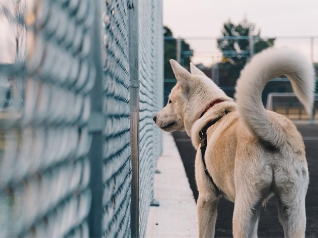 Tratamiento de las fístulas perianales en perros 