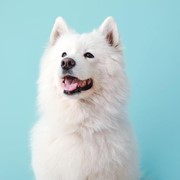 Tratamiento del gusano pulmonar en perros 