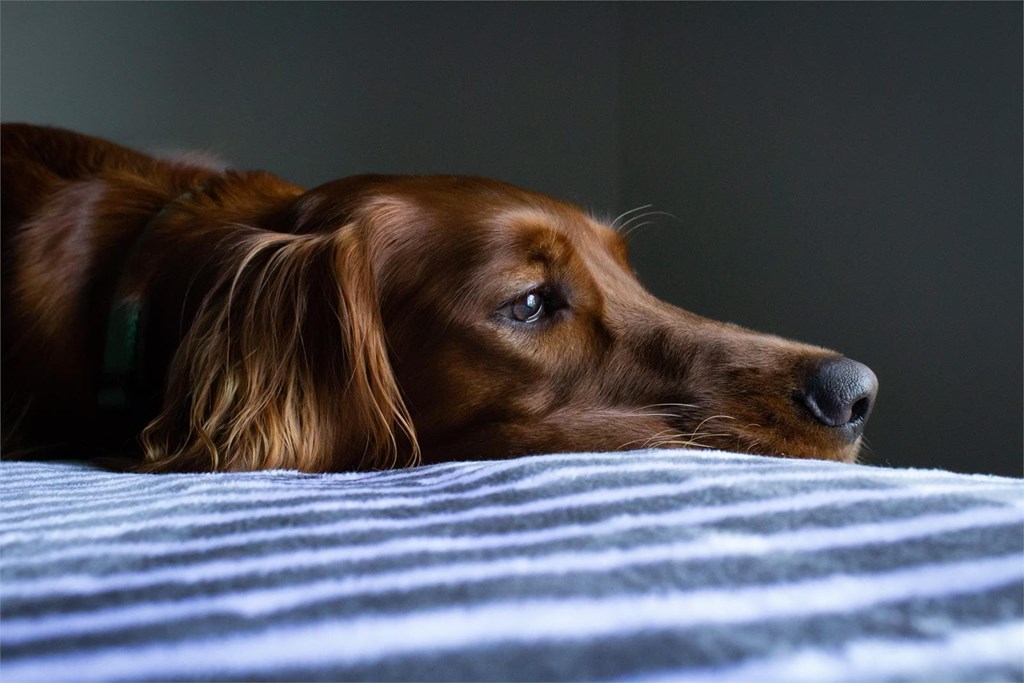 Tratamiento para la dilatación gástrica en perros 