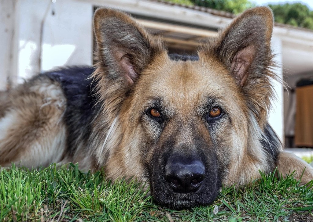 Tumores intestinales en perros: síntomas y tratamiento