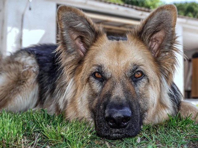 Tumores intestinales en perros: síntomas y tratamiento