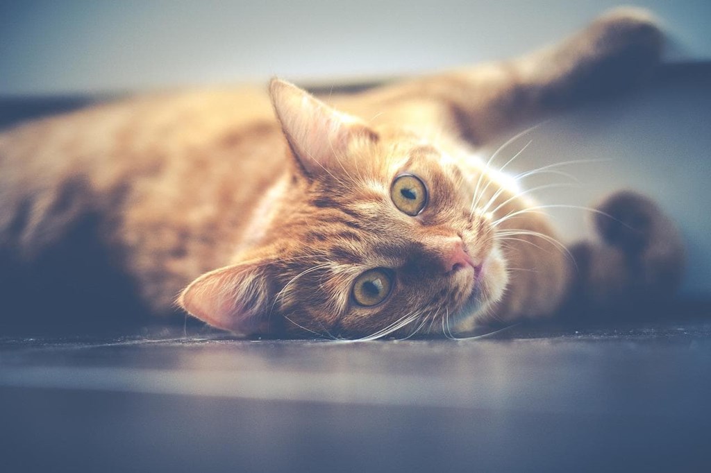 Tumores mamarios en gatas: ¿cómo se tratan?
