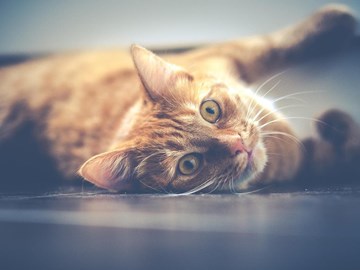 Tumores mamarios en gatas: ¿cómo se tratan?