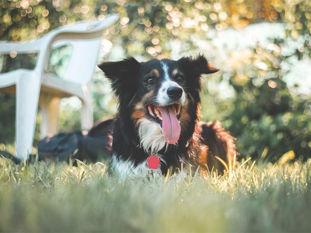 Vacunación anual de nuestras mascotas